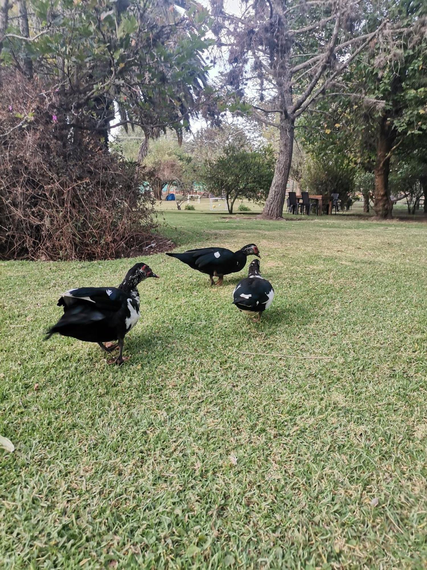 La Granja De Papa Alberto Пуэмбо Экстерьер фото
